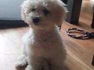Bichon Frise Welpen - Dröbischau
