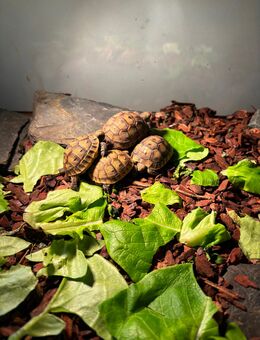 Maurische Landschildkröten - Pößneck Zentrum