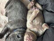 Traumhafte Labrador Retriever Welpen in seltenen Farben zu verkaufen! - Plattling
