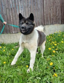 Scarlett, lernwillig und freundlich - Süderholz