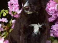 Labradoodle Mischlingswelpe - Börzow