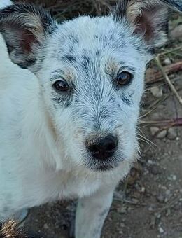 Buster - Rotenburg (Fulda)