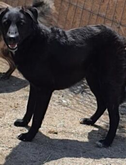 Gorbi 54 cm (Pflegestelle) - Alpenrod