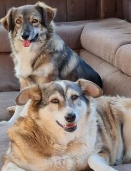 NOTFALL Daria & Brinya❣️Trennt uns nicht - Eislingen (Fils)