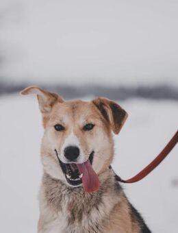 Sina, lernwillig und aktiv - Süderholz