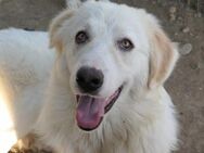 Fröhlicher Lumi sucht seine Familie - Kallmünz