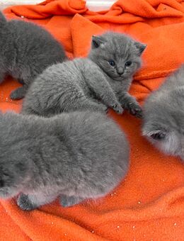 Fünf süße BKH Kitten suchen ein liebevolles Zuhause - Elmshorn