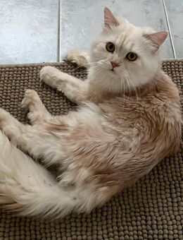 BLH Britisch Langhaar Kater in fawn - Rothenburg (Tauber)