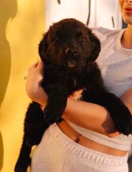 Charmeur Jure - Ellerbek