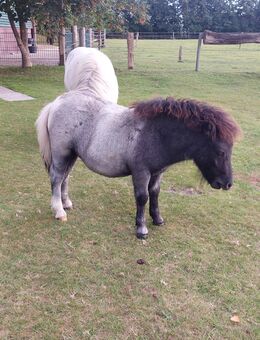 Mini Shetty Hengstfohlen - Holtgast