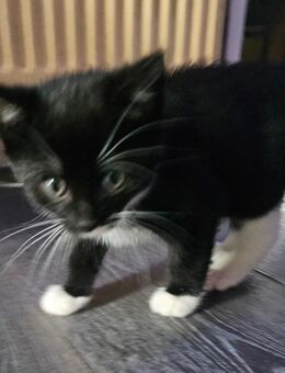 Kitten such ein neues Zuhause - Blieskastel