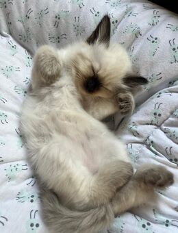 Heilige-Birma Kitten - Burgdorf (Landkreis Region Hannover)