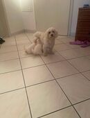 Malteser Welpen in 76571