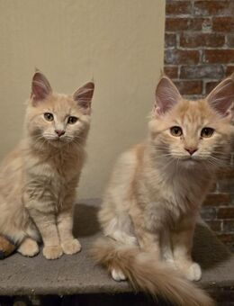 Reinrassige Maine Coon Kitten - Märkische Heide