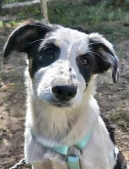 Jessy sucht eine Familie - Kleinostheim