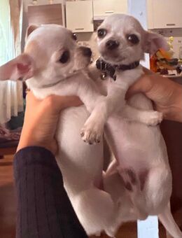 Chihuahua Welpen - Ehningen