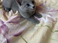 Russisch Blau Kitten mit Stammbaum - Hannover