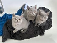 Reinrassige BKH Kitten AB SOFORT abzugeben ! - Herford (Hansestadt)