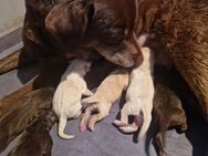 Aussi x Labrador Welpen in blond und braun - Bochum Gerthe