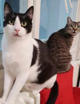 ❣️Liebenswerter Elvis❣️ - Eislingen (Fils)