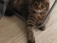 Junge Maine coon Katze sucht neues Zuhause - Schweinfurt