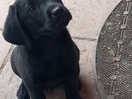 Reinrassige Labrador Welpen 750 €, 39606 0sterburg - Osterburg (Altmark) Zentrum