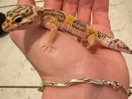 0.1 Red Dymont Leopardgecko Weibchen ENZ 24 Übergabe Hamm möglich - Emsdetten