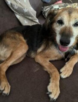 LIZI, freundlich, lieb und genügsam - Marktleugast