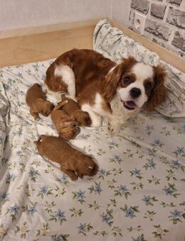 Cavapoo Welpen/Pudelmischlinge/ Hybridrasse - Kirchlengern