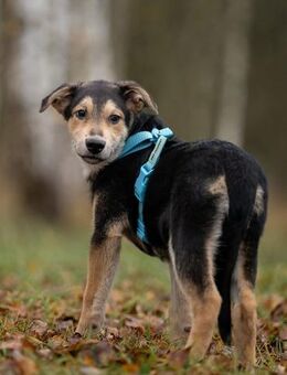 Hübscher Goscha sucht seine Familie - Duisburg