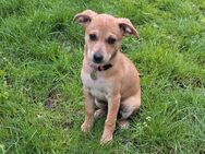 Hunde Welpe sucht ein Zuhause - Berlin Marzahn-Hellersdorf