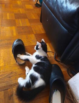 Babykater schwarz weiß - München