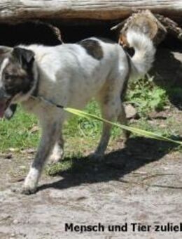 Quentin großer Schmusebär - Berlin