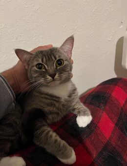 1BKH Haus Katze Kitten - Hattingen