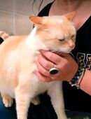Pflegestelle für Katzenbabys bzw Kitten in 46119