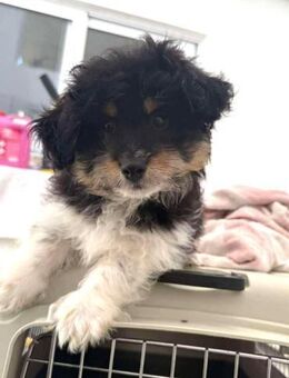 Elvis Kokonimix Rüde 3 Monate alt in GR - Reutlingen