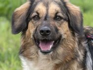 Shila ist eine nette Hündin - Egelsbach