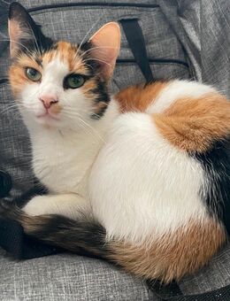 unsere Shira sucht ein neues Zuhause - Hohen Neuendorf