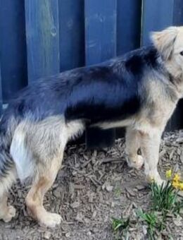 Simone sucht Für-immer-Zuhause - Grevenbroich