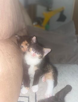 Katzen kitten - Northeim