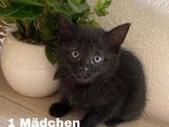 Schwarze Main coon mix katzen Babys Ulm - Ulm