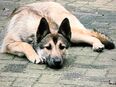X Malinois Belgischer Schäferhund Belusky Rüde Hund 1 Jahr in 27404