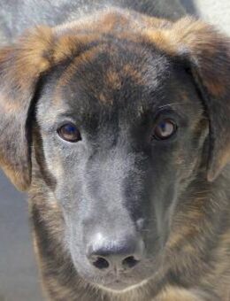 Pomegranate -aktiv, toller Charakter- - Oldenburg