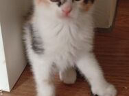 Kitten weiblich - Bochum