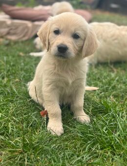 Golden Retriever Welpen auszugsbereit - Kehl