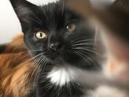 Main Coon Mix Kater Kitten - Hückeswagen (Schloss-Stadt)