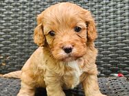 Cavalier King Charles/Toypudel Welpen Cavapoo Mini Pudel Doodle - Erfurt