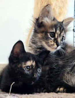 Süße Katzenschwestern Suki und Sakura - Karlsruhe