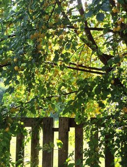 Kinder und Tiere willkommen! Großes Haus mit viel Platz und vielen Möglichkeiten! - Grafschaft