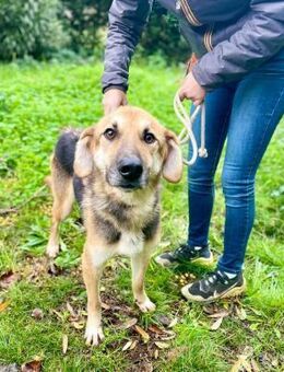 RUMBA🧡🧡🧡noch fit und bewegungsfreudig - Herxheim (Landau)